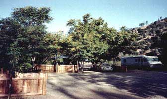 Trees throughout Bigfoot Campground.