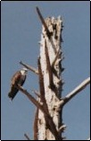 smalleagle.jpg (7390 bytes)