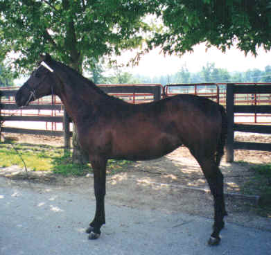 Summer Spirit as a yearling