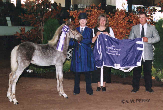 Triple S Man of Steel-2001 Futurity Champion Weanling Colt