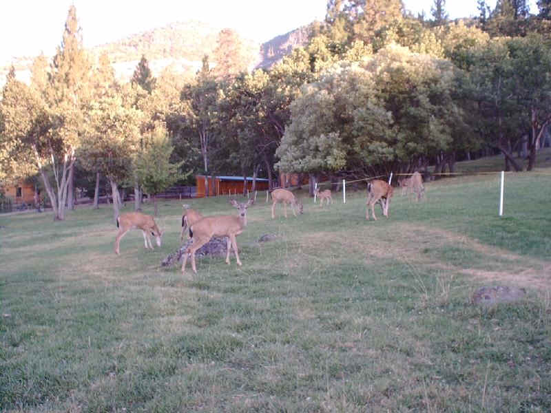 An abundance of deer passing through the pasture