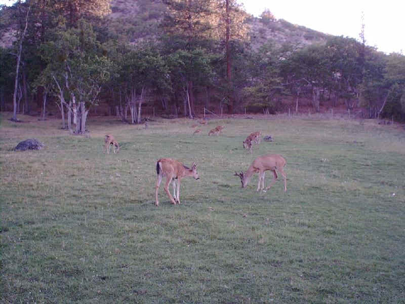 Deer grazing in the pasture