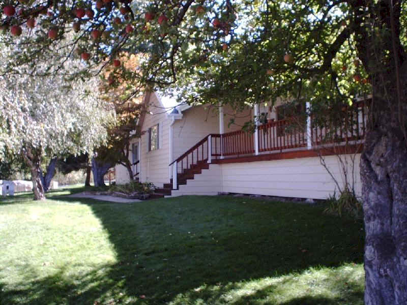 Front yard with an apple tree