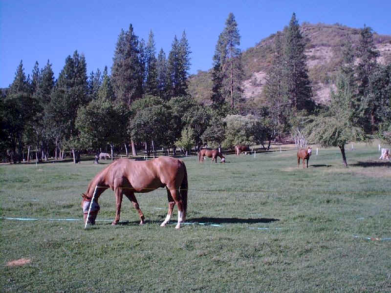 Horses enjoying their time in the pasture