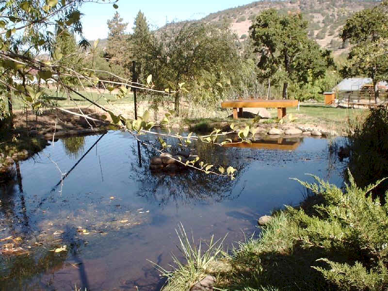 Pond complete with Brown Trout