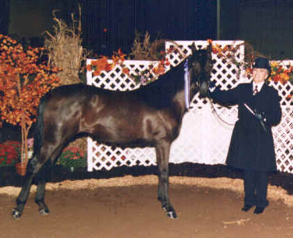 Summer Spirit as a yearling