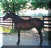 Summer Spirit as a yearling