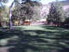 Horses can enjoy the shade of this pasture on a hot afternoon