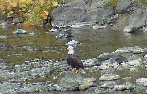 Eagle on the Rocks